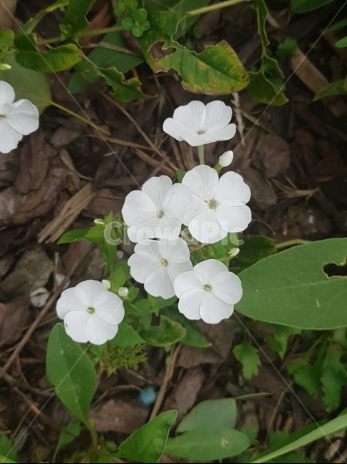 꽃,flower,geranium,제라늄,plant,식물,blossom,화이트,봄