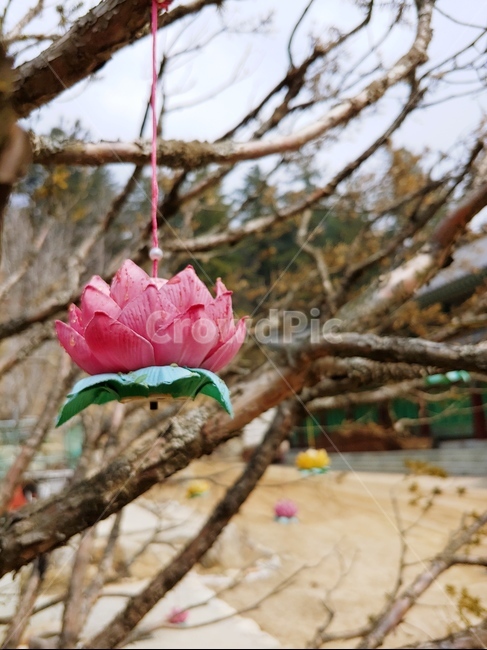 연등,사찰,겨울,나무,자연,연꽃,plant,식물,temple,lotus,tree,winter,동양적인
