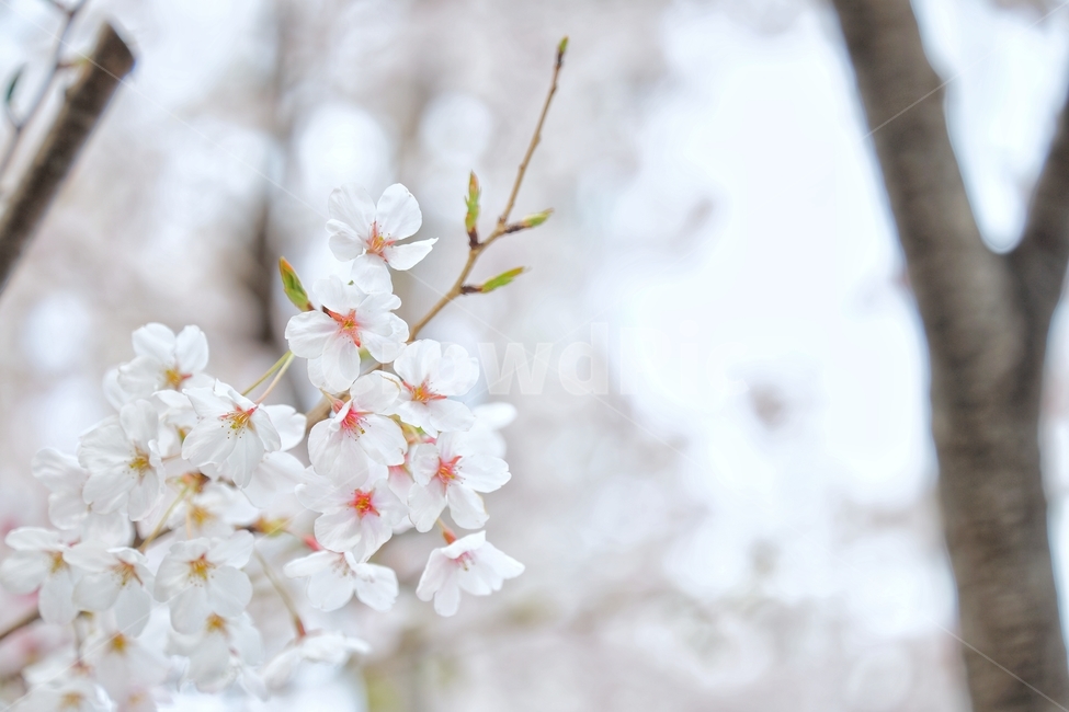 봄,벚꽃,spring,cherryblossom,식물,나무,tree,꽃잎,봄,계절,spring,season,식물,자연,plants,nature,꽃,flower,plant