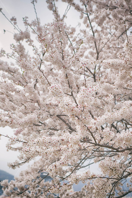 자연,풍경,벚꽃,봄꽃,식물,꽃,계절,season,봄,spring,cherryblossom,blossom,flowers,plant,나무,tree,봄,계절,spring,season,식물,자연,plants,nature,꽃,flower,cherry blossom
