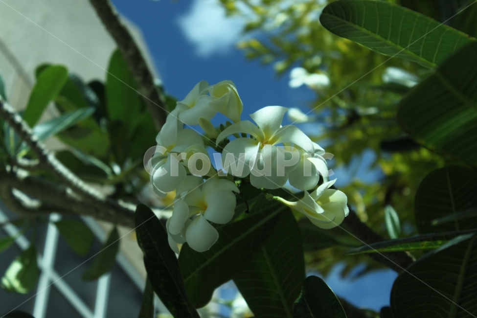 괌,해외,해외사진,미국,풍경,나무,식물,자연,plants,nature,꽃,flower