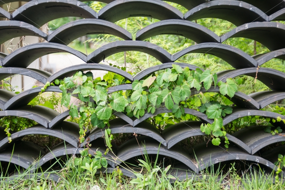 풍경,자연,기와,담쟁이,넝쿨,식물,자연,plants,nature,한국전통,한국문화,korean traditional,korean culture,텍스처,질감,패턴,texture,pattern