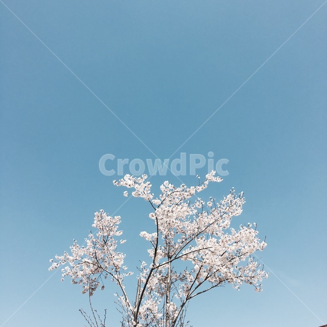 벚꽃,cherryblossom,flower,자연,nature,옥외,outdoors