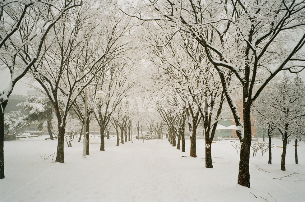 겨울,눈길,나무,겨울나무,설원,흰색,겨울,계절,winter,season,자연,풍경,nature,landscape,식물,plants,나무,trees,wood,감성,sensible,feeling,storm,폭풍,snow,눈,blizzard,눈보라,outdoors,옥외