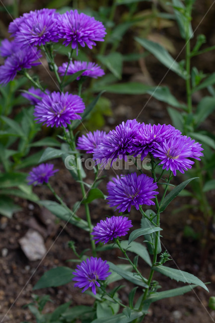 가을꽃,화단,계절,화분,plant,식물,blossom,flower,국화과,꽃,asteraceae,식물,자연,plants,nature,꽃,flower