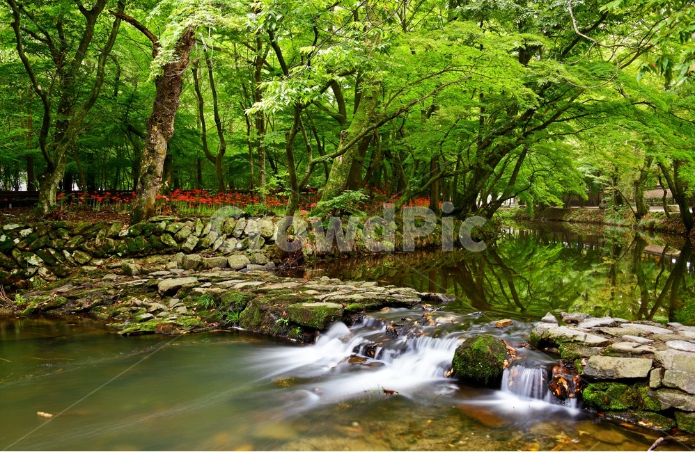 고창,선운사,도솔천,선운사봄,꽃무릇,꽃무릇축제,선운사꽃무릇,plant,식물,leaf,잎,tree,나무,nature,자연,outdoors,옥외,경치,경관,풍경,자연,풍경,nature,landscape