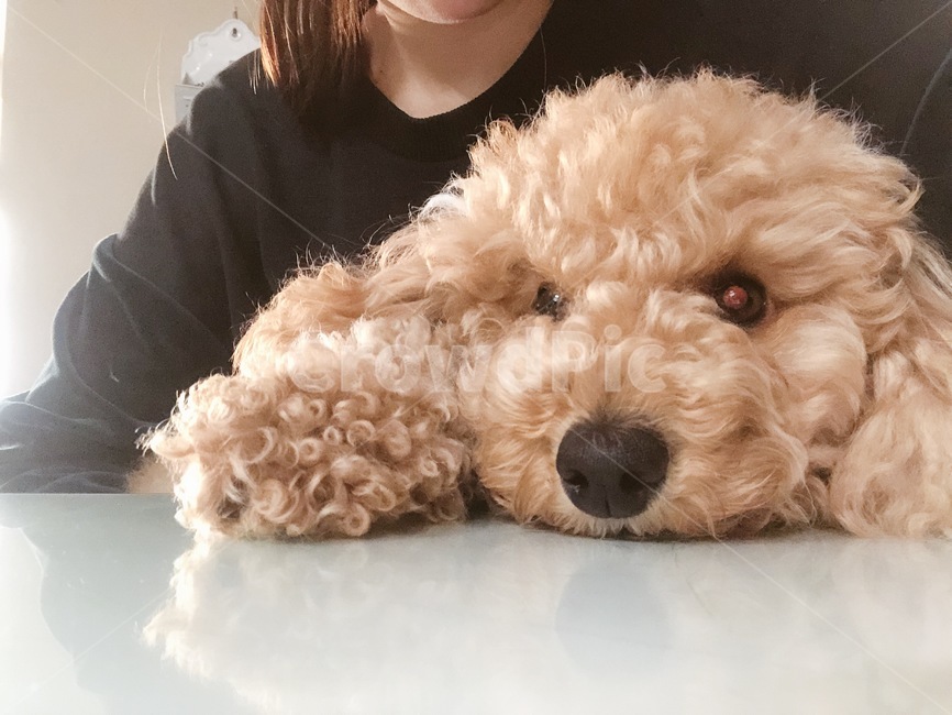 강아지,푸들,반려견,애프리푸들,애완동물