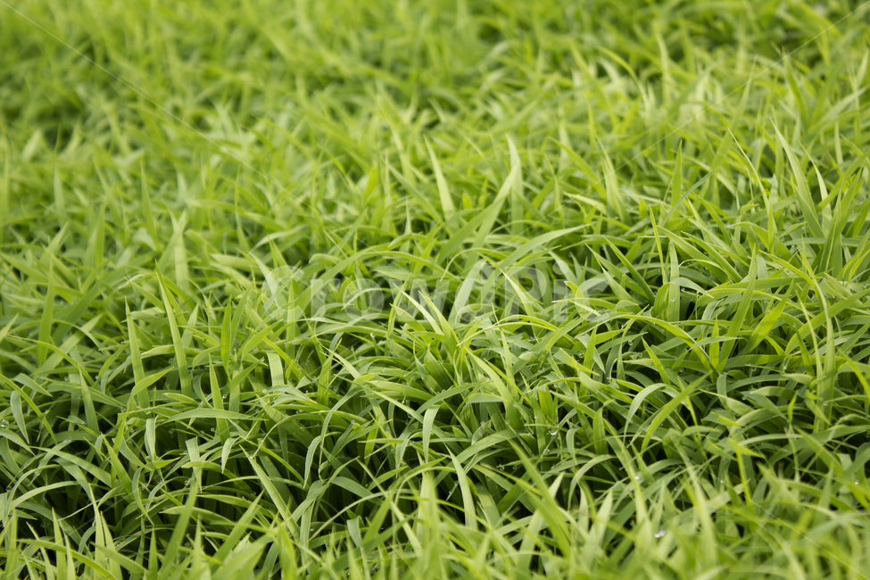 빗방울,wet,clean,closeup,drop,farm,field,fresh,grass,green,greenrice,grow,lawn,meadow,nature,nobody,outdoor,pattern,plant,rain,rice,spring,texture,water,waterdrop,초록색,물,녹색,그린,모,모내기,벼,싹,새싹,풀,잔디,풀밭,이슬,젖은,젖어있는,잔디밭,봄,비오는날,물방울,자연,블러,아웃포커스,포커스아웃,식물,농사,논농사,잎,잎사귀,나뭇잎