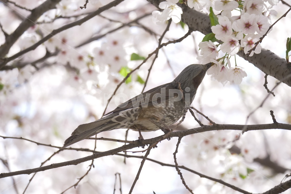 벚꽃,풍경,새,자연,봄,봄,계절,spring,season,식물,자연,plants,nature,꽃,flower,동물,animal,조류,새,birds,bird,plant