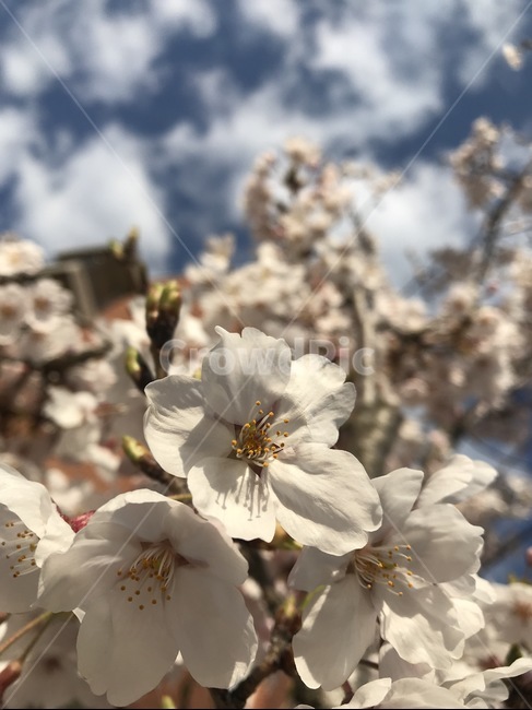 벚꽃,구름,하늘,봄,자연,봄,계절,spring,season,식물,자연,plants,nature,꽃,flower,plant