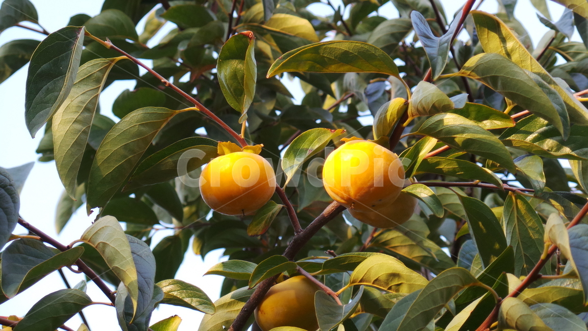 감,감나무,과일,주황색,나무,과일,열매,fruit