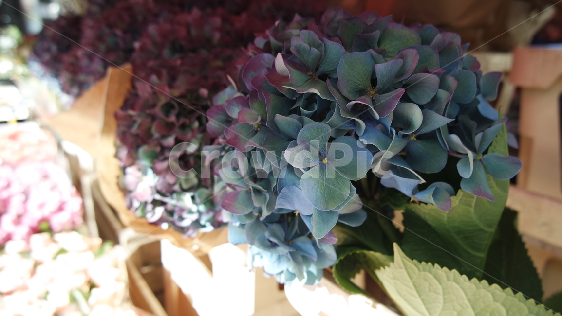 꽃,수국,flowers,flowershop,florist,ahydrangea,플로리스트,색감,bouquet,sunshine,햇빛,판매,봄,spring,wallpaper,season,propose,프로포즈,이벤트,선물,present,식물,자연,plants,nature,꽃,flower