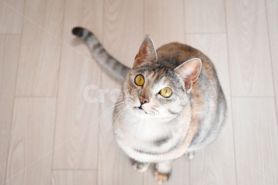 고양이,냥,냥이,귀여움,반려동물,반려묘,집사,냐옹,괭,새끼,아기,동물,귀요미,코리안숏헤어,아메리칸숏헤어,아깽이,성묘,애완동물,CAT,ANIMALS,ANIMAL,PET,KITTEN,BABYCUTE,냥이사진,고양이사진,동물,animal,포유류,mammal,고양이,cat,kitten,kitty