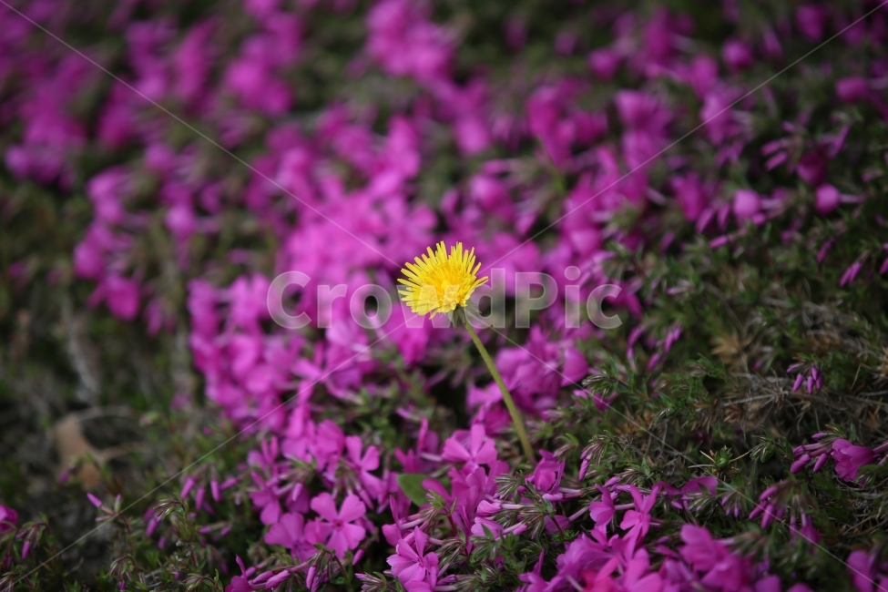 민들레,민들레꽃,야생화,꽃잔디,Dandelion,식물,자연,plants,nature,꽃,flower