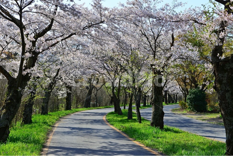 plant,식물,asphalt,아스팔트,nature,자연,outdoors,옥외,경치,경관,풍경,장성,백양사,백양사봄,봄,계절,벚꽃,벚꽃길,벡양사입구도로