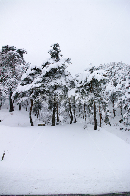 겨울,눈,설경,풍경,나무,겨울,계절,winter,season