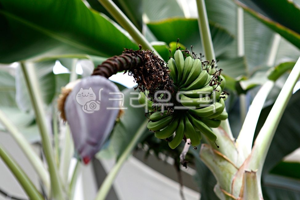 banana,cluster,Fruit,nature,fruit,greenhouse,Botanical garden,inside,leaf,food,plant,tropical plants,tropical fruit,banana tree