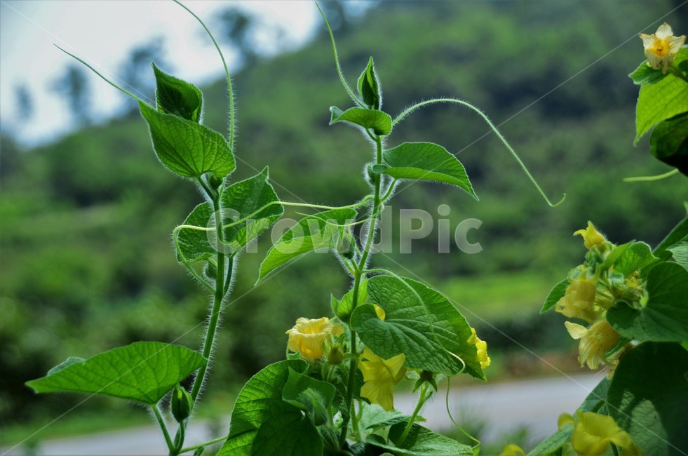 왕과,큰새박,주먹외,박과식물,덩굴성여러해살이풀,식물,자연,plants,nature,꽃,flower