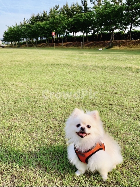 포메라니안,강아지,넓은잔디,나무,초록색,편안함,푸른,dog,puppy,green,댕댕이,귀여운,반려동물,흰색강아지,cute
