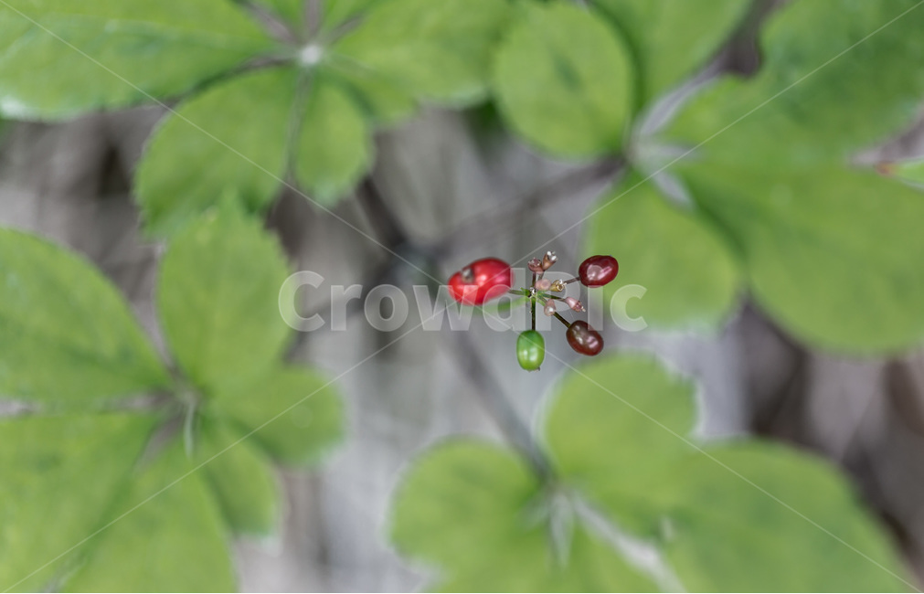 인삼,인삼꽃,열매,씨앗,보약,장수,뇌,식물,자연,plants,nature,과일,열매,fruit