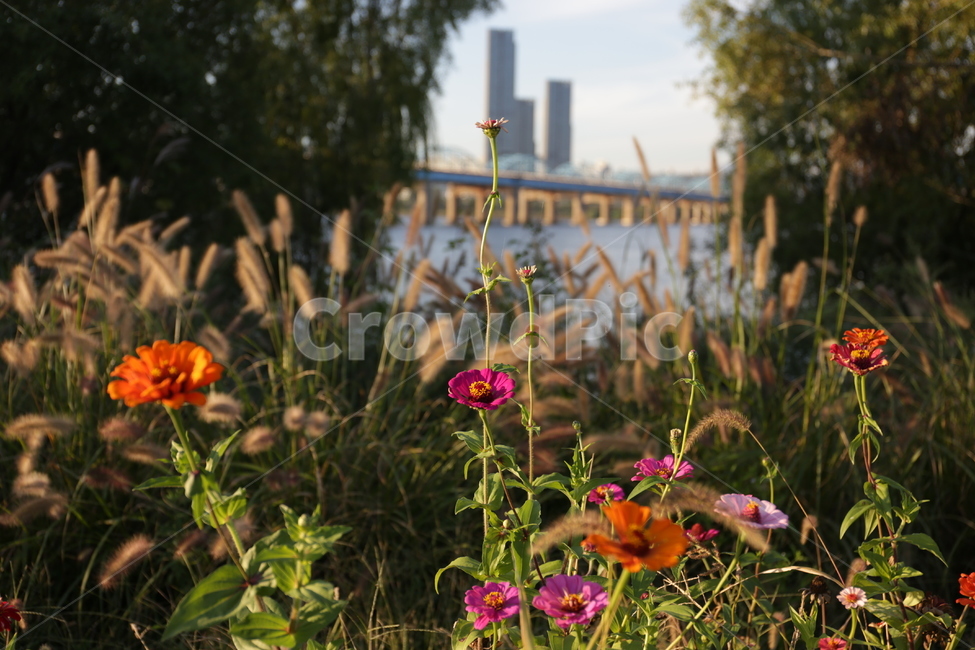 flower,plant,백일홍,한강,꽃,식물,자연,plants,nature,꽃,flower