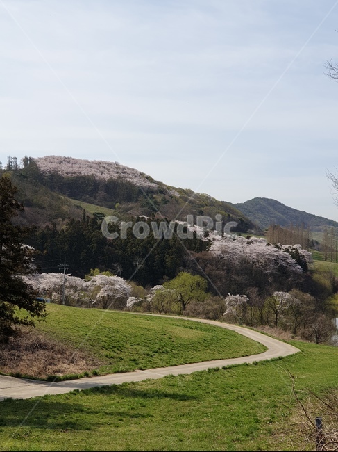 벚꽃,초원,봄,초록,풍경,용비지,자연,풍경,nature,landscape,outdoors,옥외,slope,경사