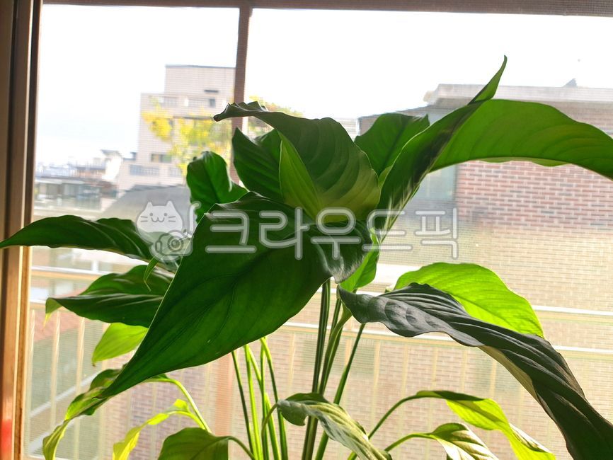 Cheonnam and,nature,air purifying plants,leaf,ornamental,Spathiphyllum,leaves,pot,plant,window,by the window