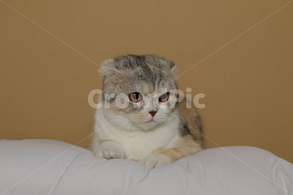 고양이,스코티쉬폴드,반려묘,애완동물,프로필,냐옹이,캣,키티,cat,kitty,고양이,cat,kitten,kitty