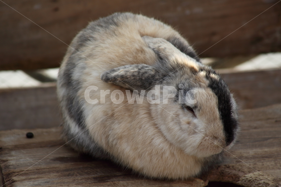 토끼,동물,포유동물,동물원,rabbit,동물,animal,포유류,mammal