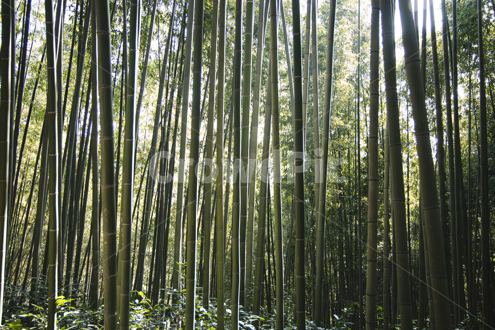 대나무,나무,담양,가을,산책,plant,식물,식물,자연,plants,nature,나무,trees,wood