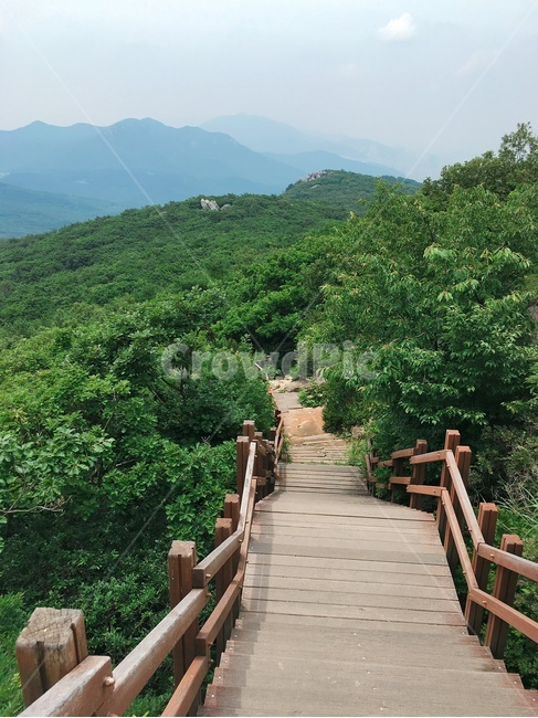 boardwalk,산책로,bridge,다리,등산,자연,나무,여름,hiking,nature,tree,summer,계단,stairs