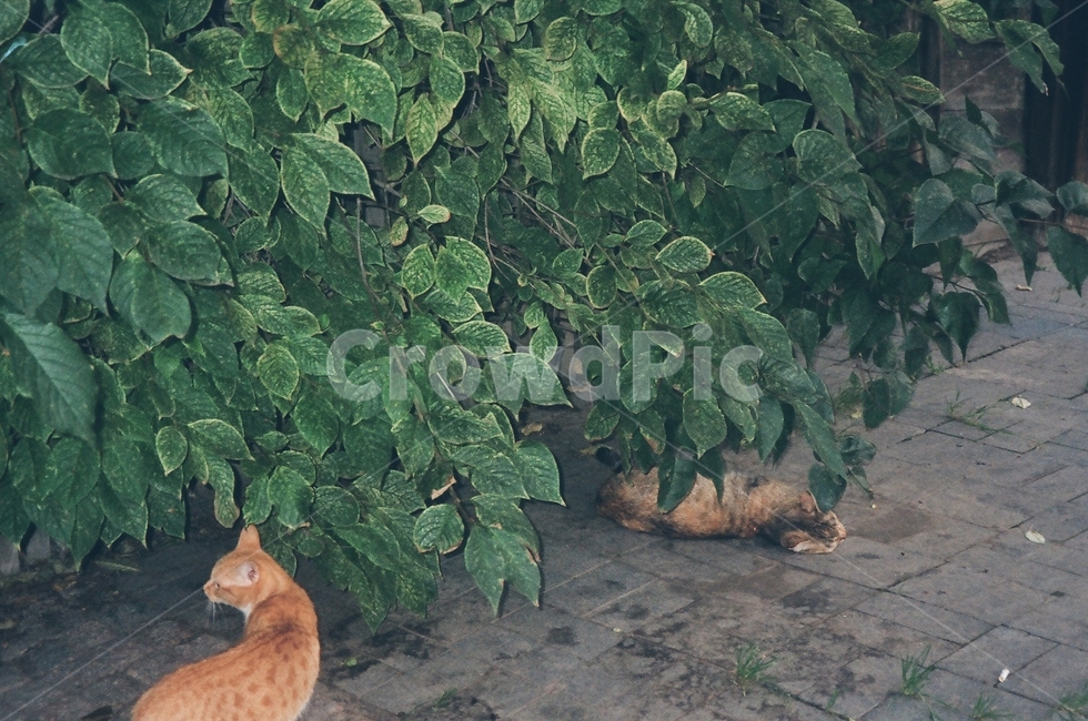길고양이,고양이,길냥이,cat,풀숲,동물,animal,포유류,mammal,고양이,cat,kitten,kitty
