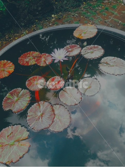 수생식물,물,고요,연,연꽃,식물,자연,plants,nature