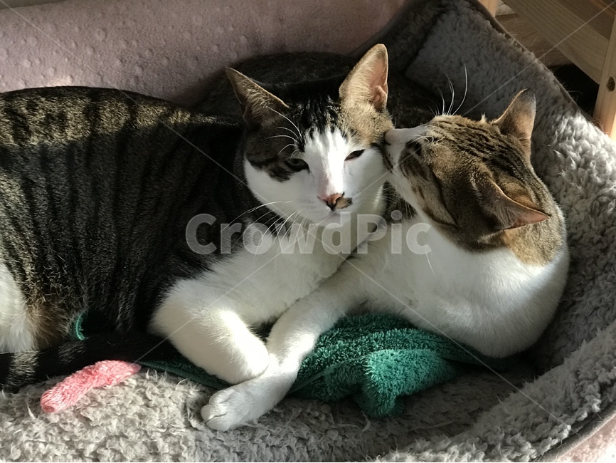 고양이,냥이,동물,반려묘,귀여움,동물,animal,포유류,mammal,고양이,cat,kitten,kitty
