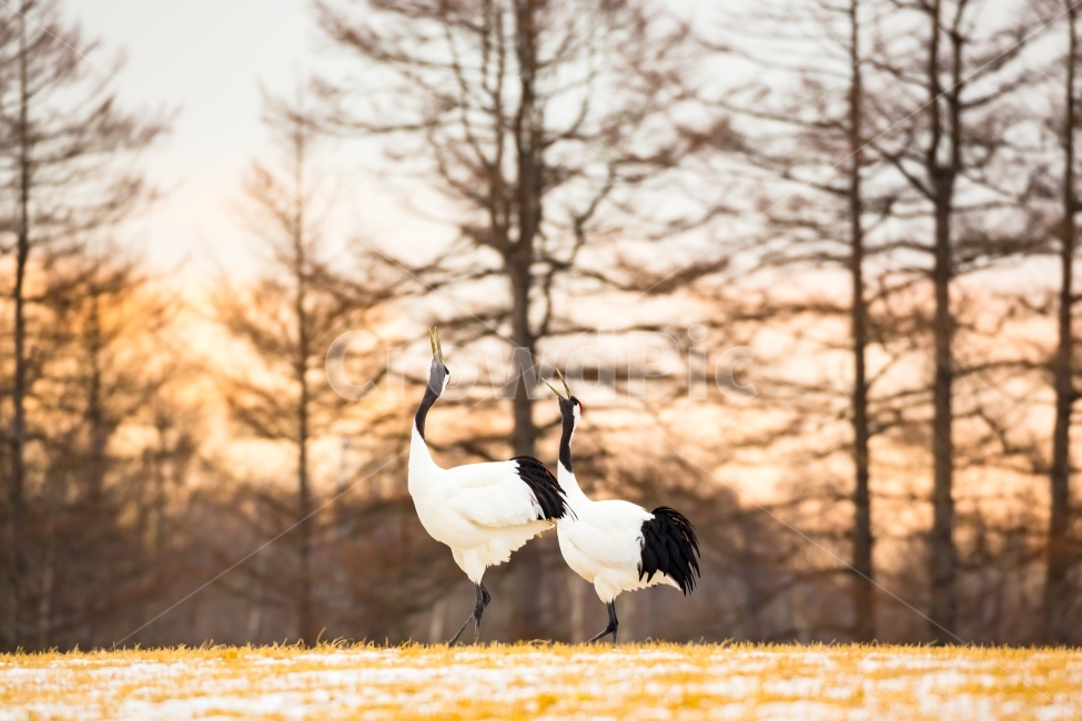 두루미,단정학,새,조류,두루미가족,자연,풍경,겨울,계절,winter,season,동물,animal,조류,새,birds