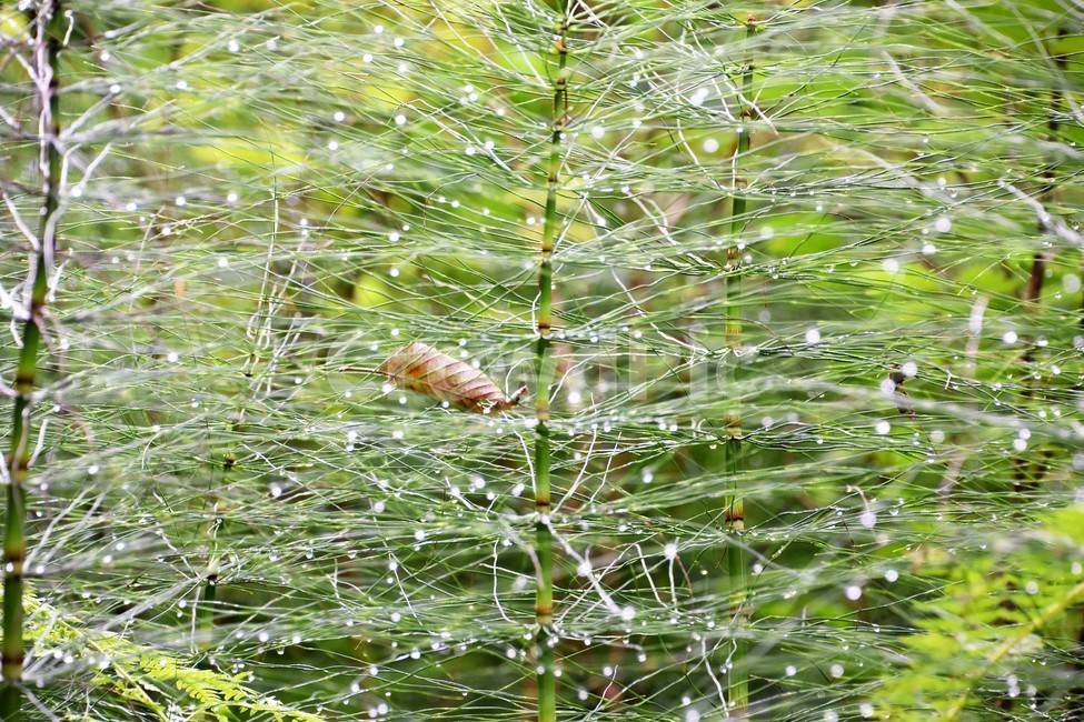 물방울,빗방울,식물,자연,청초함,낙옆,식물,자연,plants,nature