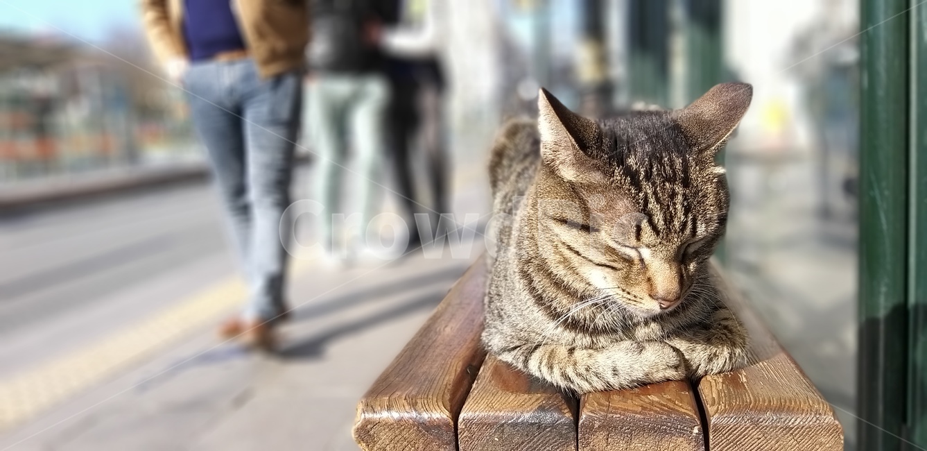abyssinian,아비시니안,cat,고양이,애완동물,동물,animal,길고양이