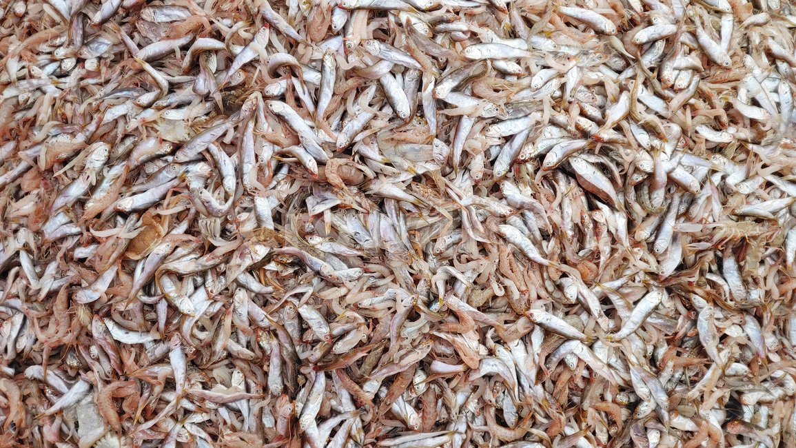 수산물,음식,푸드,해물,해산물,바다생물,다양한,좌판,노점,피쉬,fish,신선한,fresh,배경,바탕,해양생물,백그라운드,어시장,수산시장,한국적,우리것,어종,animal,동물,생선,생선가게,수산물,해산물,fishery products,seafood