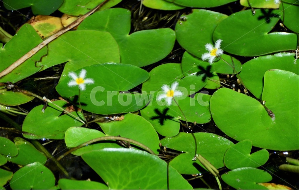 어리연꽃,조름나물과,물가야생화,여러해살이,수생식물,식물,자연,plants,nature,꽃,flower