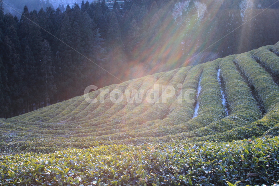 nature,자연,outdoors,경사,옥외,보성,녹차밭,차밭,계단식,자연,풍경,nature,landscape