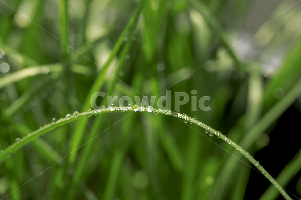 아침,이슬,부추,잎사귀,풀,잡초,싱그러움,식물,자연,plants,nature,휴식,힐링,rest,relaxation,healing