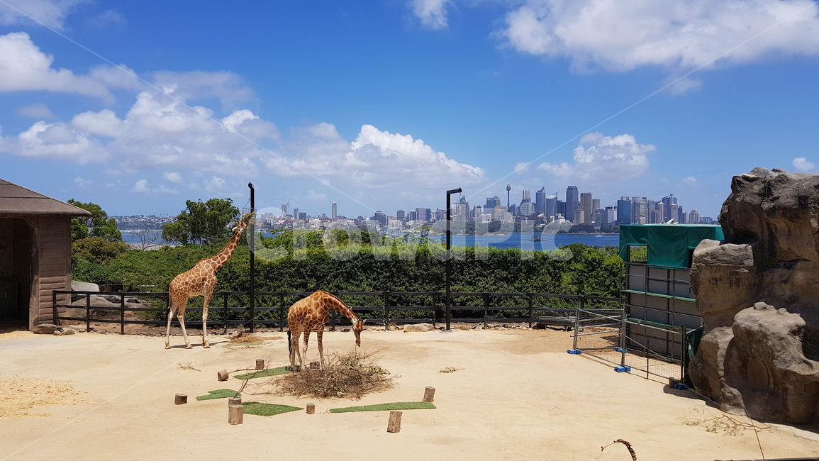 기린,동물원,동물,자연,giraffe