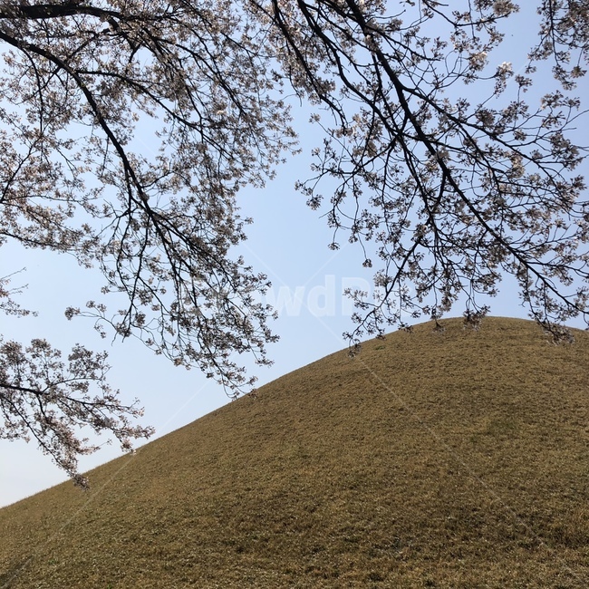 대릉원,경주,벛꽃,나무,대릉원꽃,봄