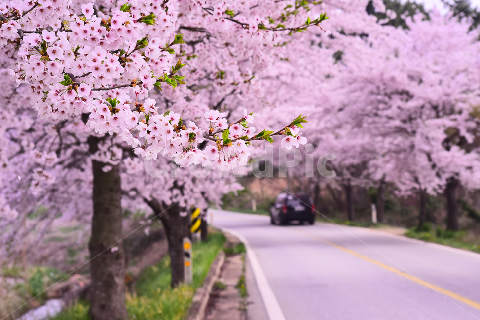 벚꽃,봄꽃,봄배경,분홍색꽃,핑크색,나무꽃,springflowers,시즌,계절,배경,cherryblossom,길,도로,체리블러썸,바탕,season,백그라운드,꽃길,꽃터널,벚꽃터널,야외,옥외,아웃도어,blossom,꽃,flower,식물,plant,차량,차,car,자동차,한국자연경관