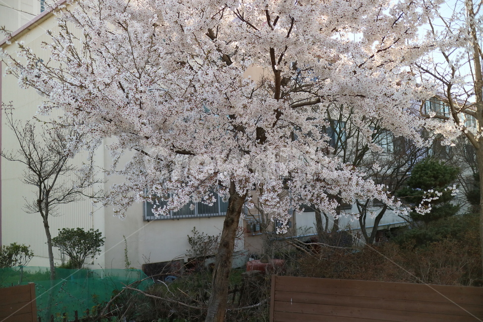 벚꽃,꽃,나무,봄,plant,식물,blossom,flower