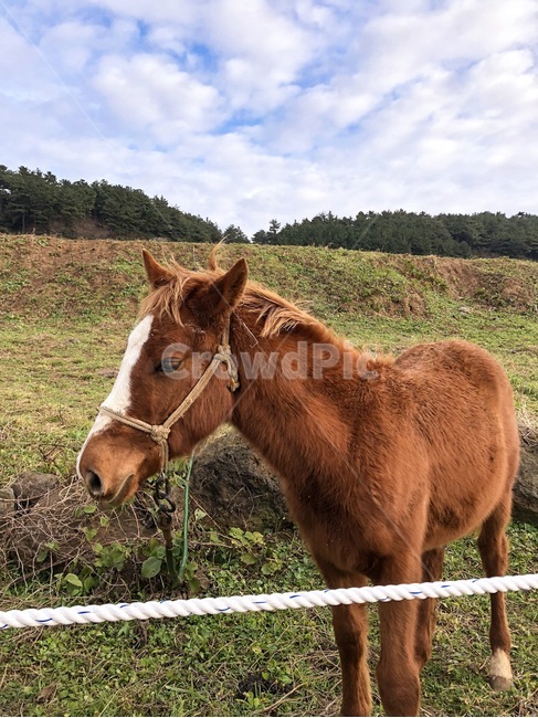 말,horse,초원,제주말,제주도,포유류,colthorse,동물,동물,animal,포유류,mammal