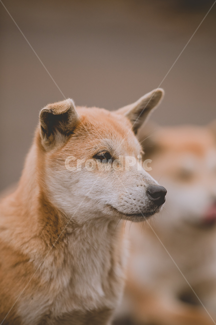 강아지,반려견,동물,자연,귀여운,animal,댕댕이,따뜻한,dog,puppy,애완동물,동물,animal,포유류,mammal