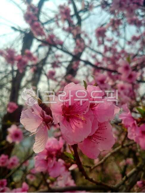 spring,Dark pink,Plug in,Full bloom,Azalea