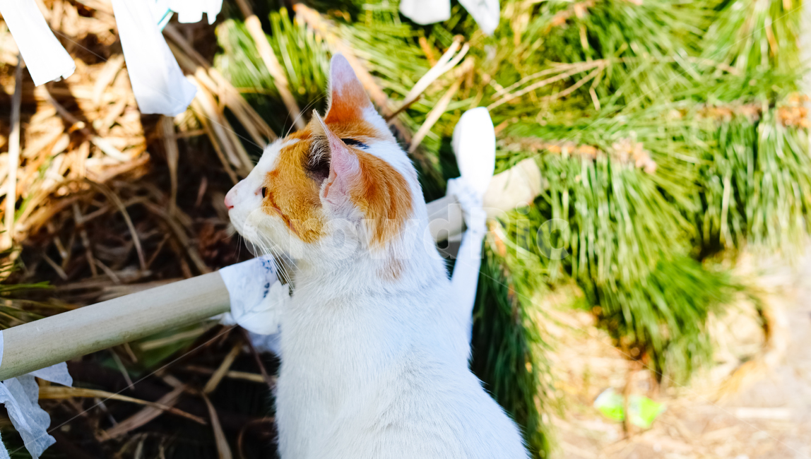 고양이,동물,흰색,풍경,자연,동물,animal,포유류,mammal,고양이,cat,kitten,kitty