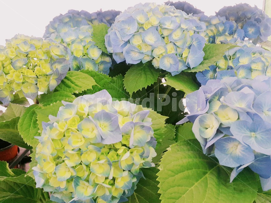수국,flower,꽃,보라색수국,hydrangea,여름꽃